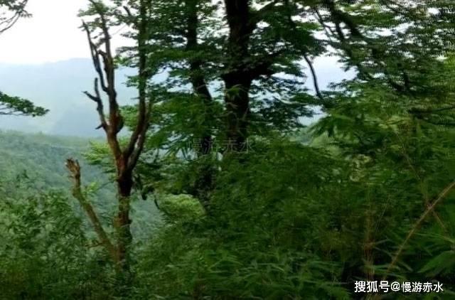 网球运动员营救